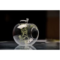 Blown Glass Apple Flower Vase Succulent Terrarium Landscape Hanging/Table Holder   181649620701